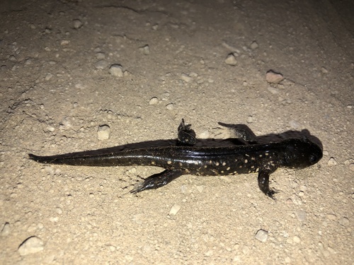 Ajolote de cabeza chata