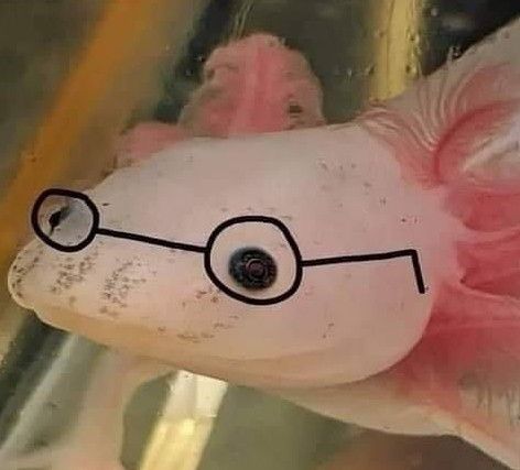 Curiosidades del Ajolote